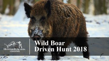 Wild-boar-driven-hunt-2018