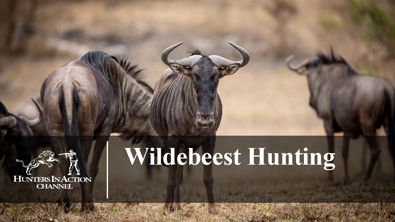Wildebeest-Hunting
