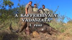 A kafferbivaly vadaszata 1