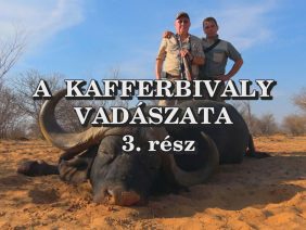 A kafferbivaly vadaszata 3