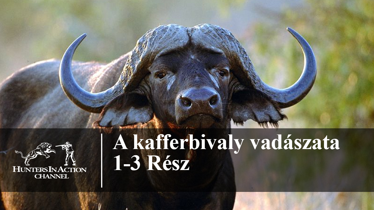 A-kafferbivaly-vadászata