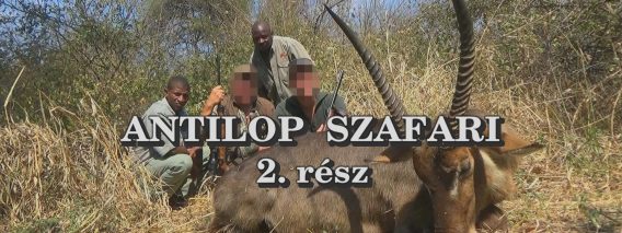 Antilop szafari 2
