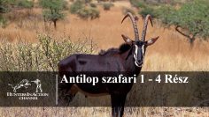 Antilop-szafari
