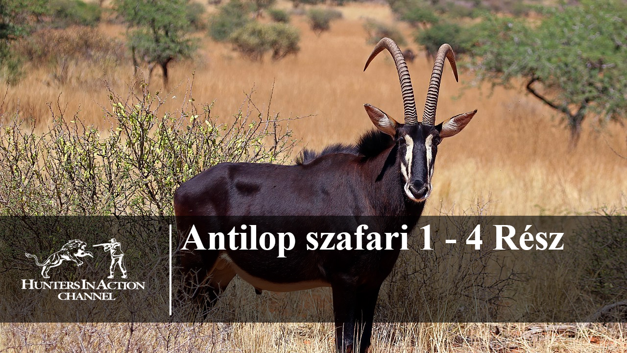 Antilop-szafari