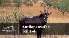 Antilopensafari