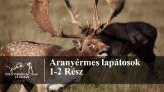 Aranyérmes-lapátosok