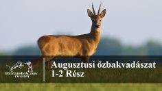 Augusztusi-őzbakvadászat