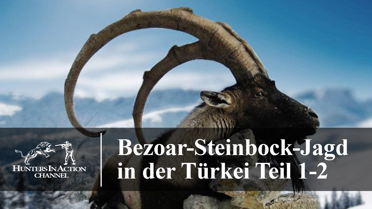 Bezoar-Steinbock-Jagd-in-der-Türkei-Teil1-2