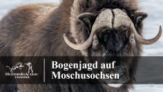 Bogenjagd-auf-Moschusochsen