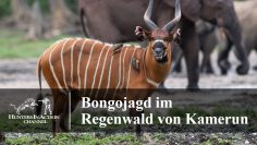 Bongojagd-im-Regenwald-von-Kamerun