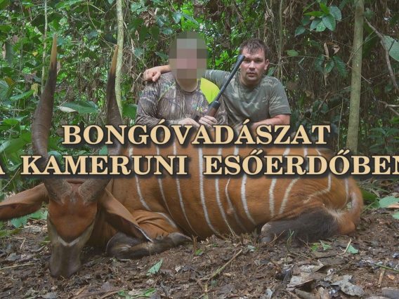 Bongovadaszat a kameruni esoerdoben