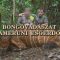 Bongóvadászat a kameruni esőerdőben
