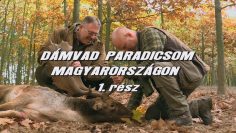 Damvad paradicsom Magyarorszagon 1