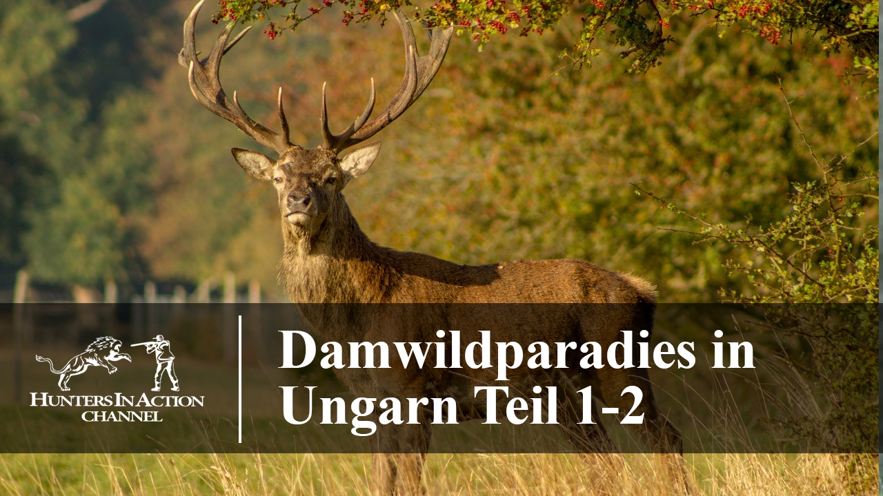 Damwildparadies-in-Ungarn-Teil1-2