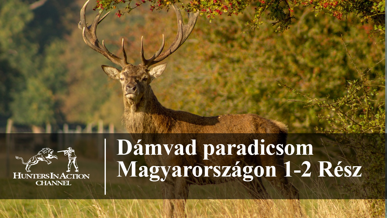 Dámvad-paradicsom-Magyarországon