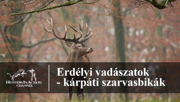 Erdélyi-vadászatok—kárpáti-szarvasbikák