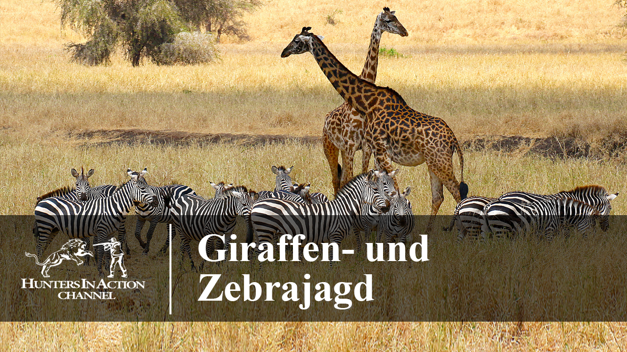 Giraffen–und-Zebrajagd