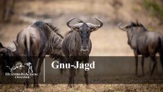 Gnu-Jagd