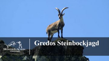 Gredos-Steinbockjagd