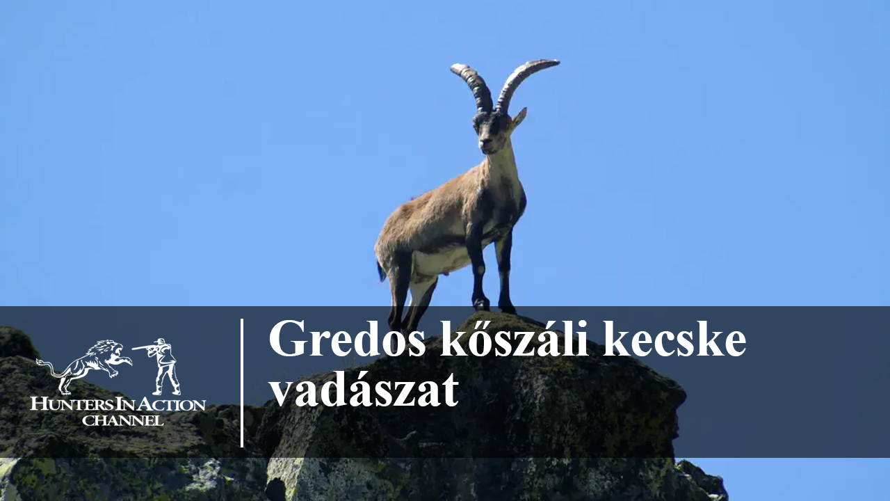 Gredos-kőszáli-kecske-vadászat