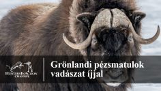 Grönlandi-pézsmatulok-vadászat-íjjal