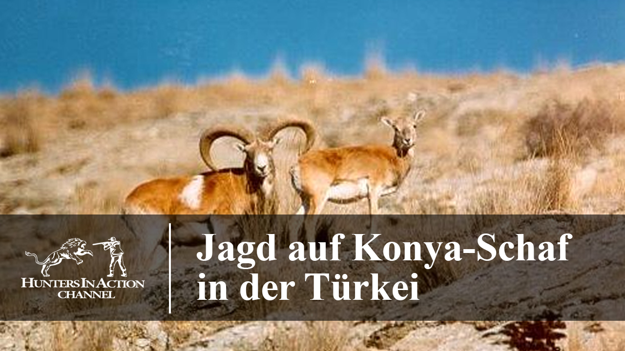 Jagd-auf-Konya-Schaf-in-der-Türkei