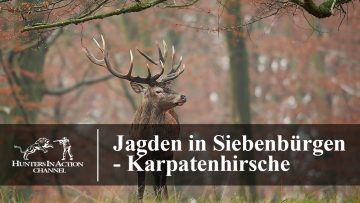 Jagden-in-Siebenbürgen—Karpatenhirsche