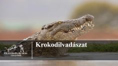 Krokodilvadászat