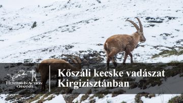 Kőszáli-kecske-vadászat-Kirgizisztánban