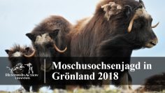 Moschusochsenjagd-in-Grönland-2018