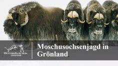 Moschusochsenjagd-in-Grönland