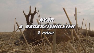 Nyar a vadaszteruleten 1