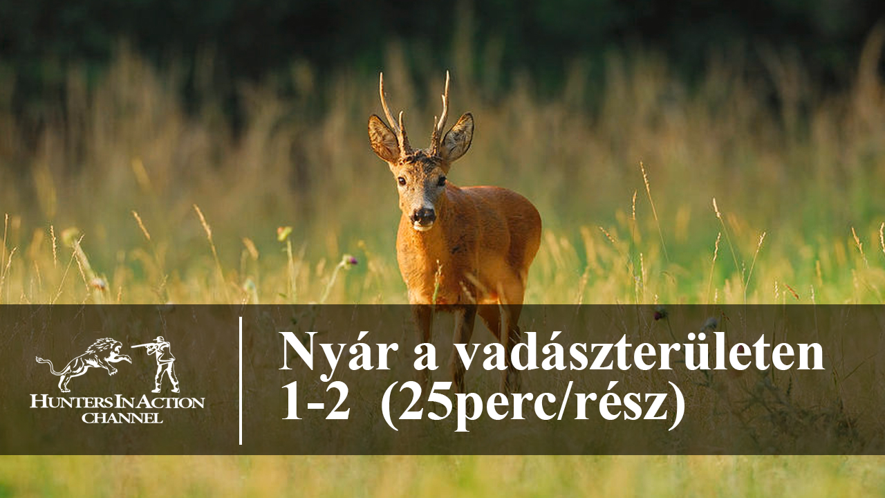 Nyár-a-vadászterületen-1-2