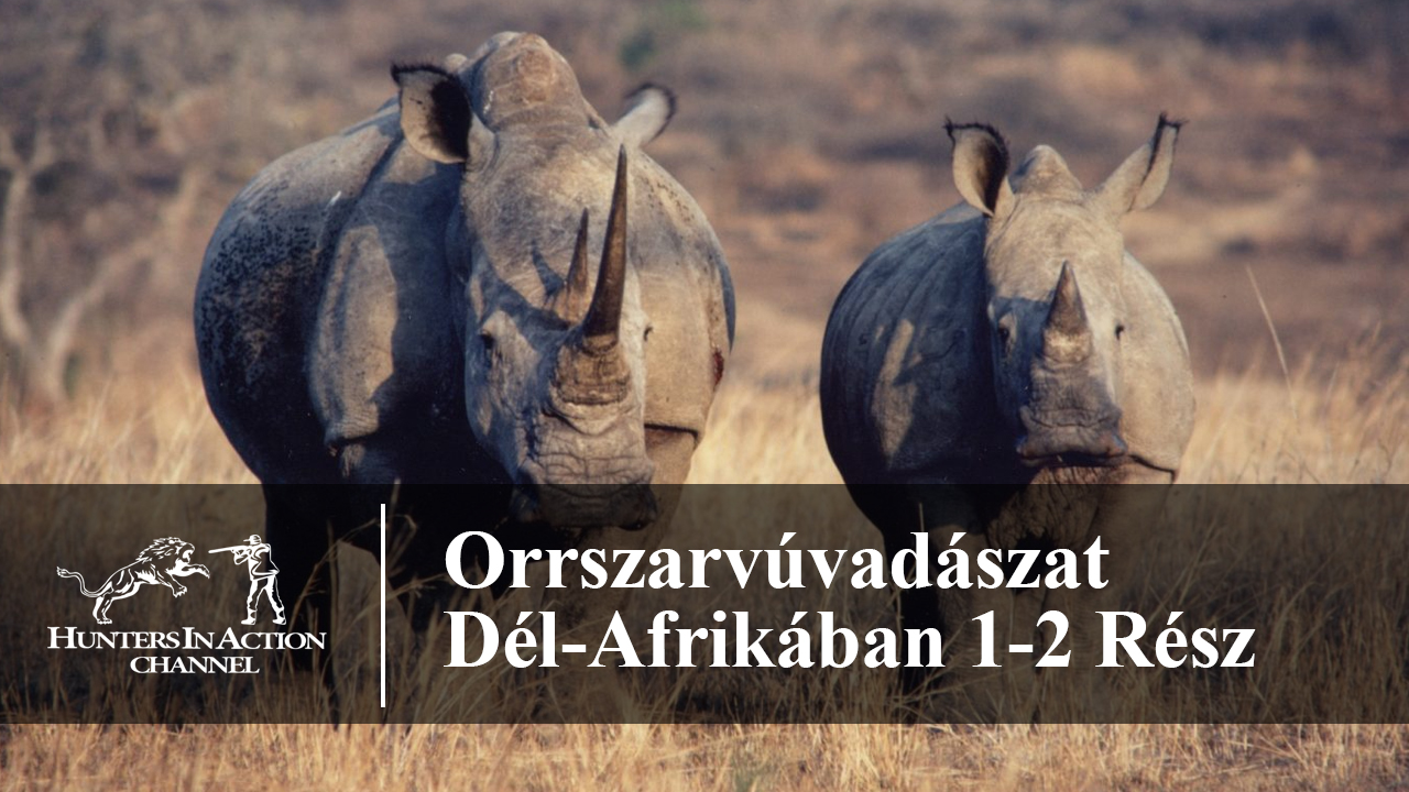 Orrszarvúvadászat-Dél-Afrikában