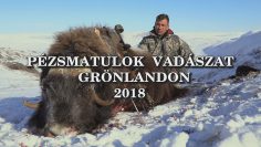 Pezsmatulok vadaszat Gronlandon 2018