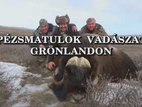 Pezsmatulok vadaszat Gronlandon