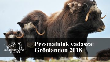 Pézsmatulok-vadászat-Grönlandon-2018