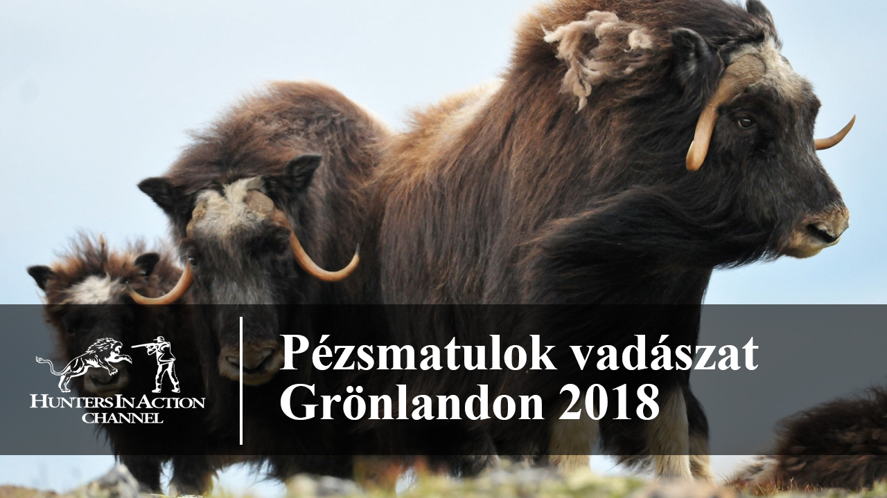 Pézsmatulok-vadászat-Grönlandon-2018
