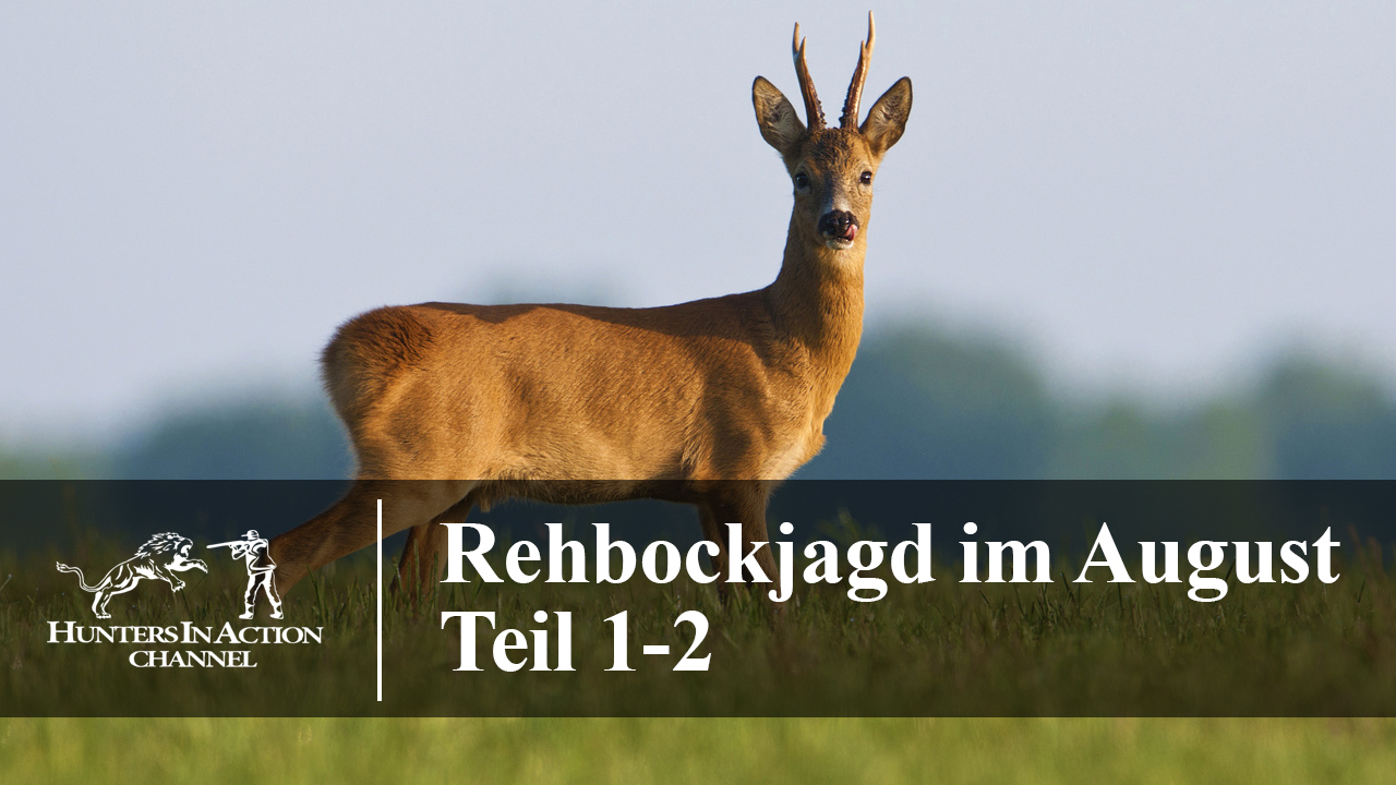 Rehbockjagd-im-August-Teil1-2