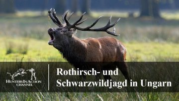 Rothirsch–und-Schwarzwildjagd-in-Ungarn