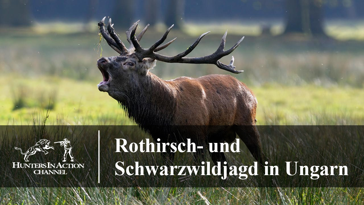 Rothirsch–und-Schwarzwildjagd-in-Ungarn