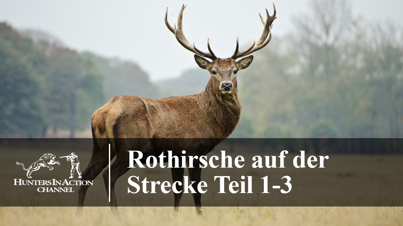 Rothirsche-auf-der-Strecke-Teil-1-3