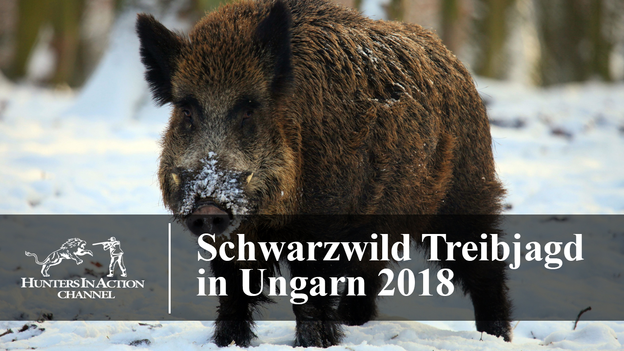 Schwarzwild-Treibjagd-in-Ungarn-2018