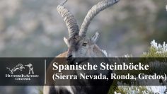 Spanische-Steinböcke-(Sierra-Nevada,-Ronda,-Gredos)
