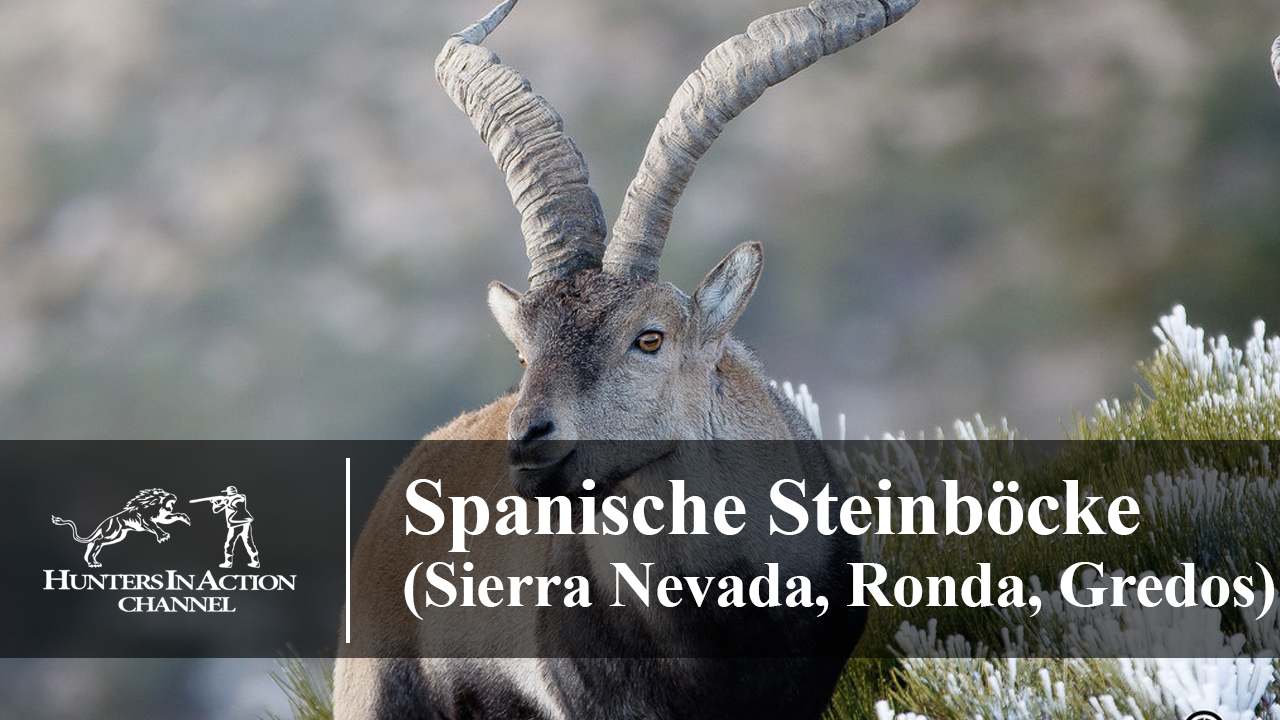 Spanische-Steinböcke-(Sierra-Nevada,-Ronda,-Gredos)