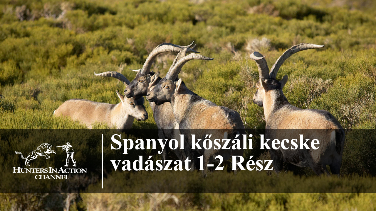 Spanyol-kőszáli-kecske-vadászat