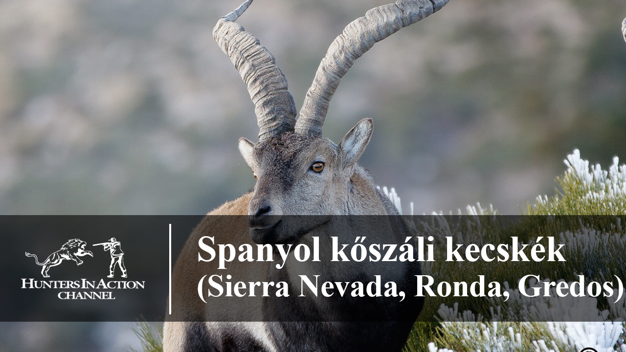 Spanyol-kőszáli-kecskék-Sierra-Nevada,-Ronda,-Gredos