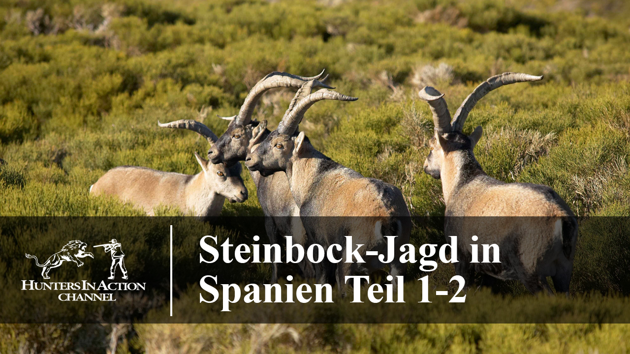 Steinbock-Jagd-in-Spanien-Teil1-2