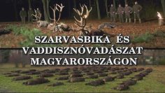 Szarvasbika es vaddisznovadaszat Magyarorszagon