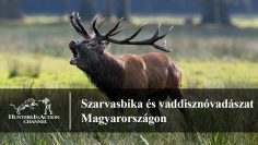 Szarvasbika-és-vaddisznóvadászat-Magyarországon